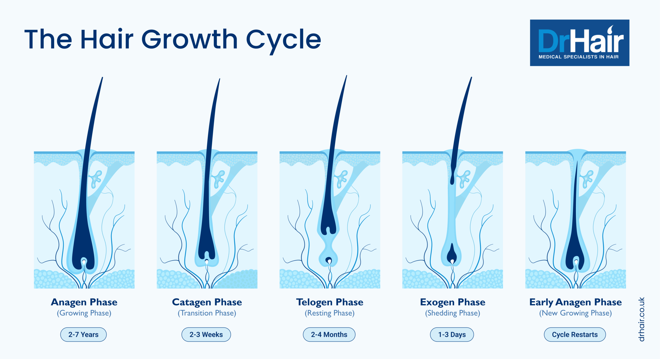 The hair growth cycle